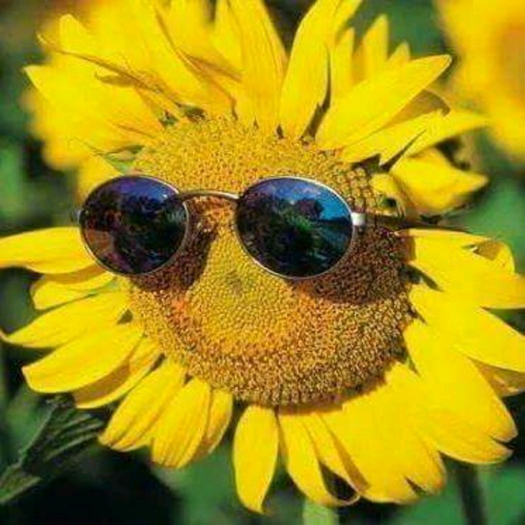 Meet your Posher, Maggie - Picture 1 of 1